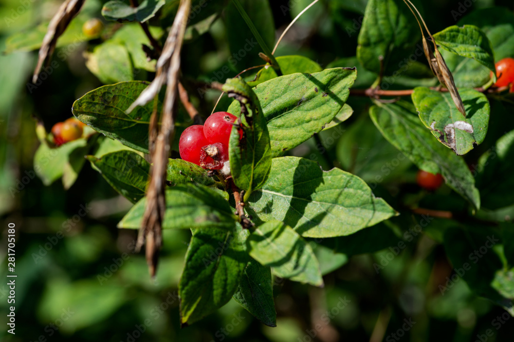 Poisonous Red Berries of Tartarian Bush Honeysuckle. Lonicera maackii