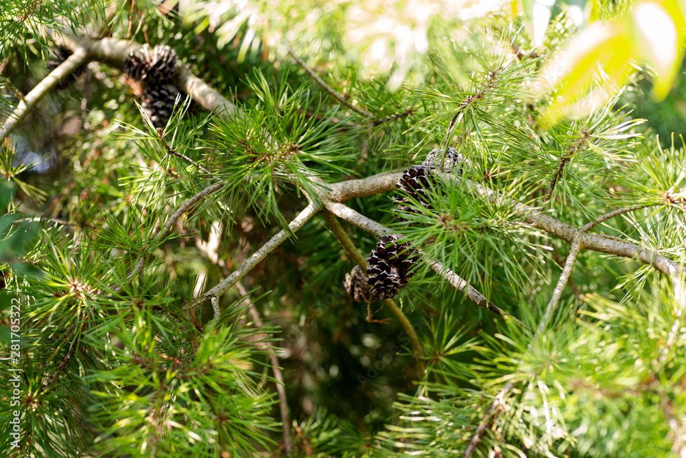Needles of eastern white pine (Pinus strobus) native to eastern North America with pine cones. Needles of eastern white pine (Pinus strobus) native to eastern North America with pine cones.