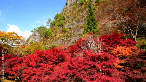 Cliff and trees in autumn, Kumakogen, Ehime Prefecture, Japan photo