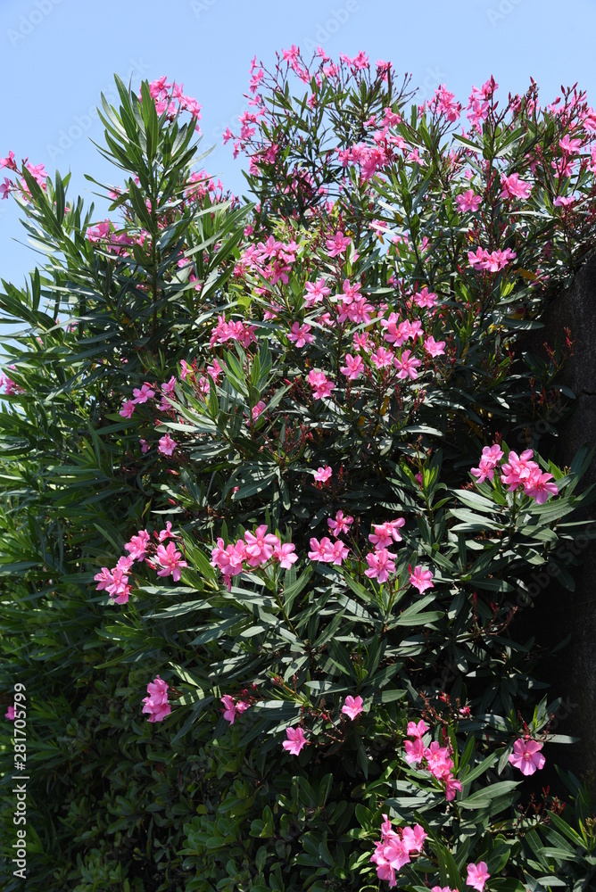Oleander flowers / Oleander is used for street trees because it is resistant to air pollution, but it is a plant with a strong poison.