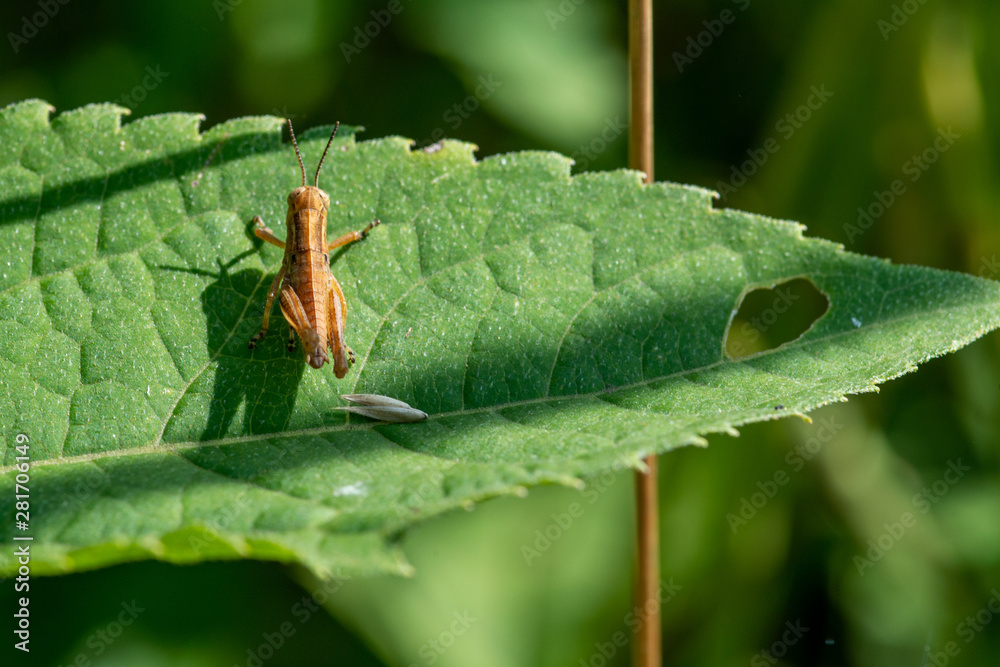 Young Brown Grasshopper in the wild sitting on a green leaf in the prairie field of the sanctuary park. Schistocerca americana. American grasshopper. Young Brown Grasshopper in the wild sitting on a green leaf in the prairie field of the sanctuary park. Schistocerca americana. American grasshopper.