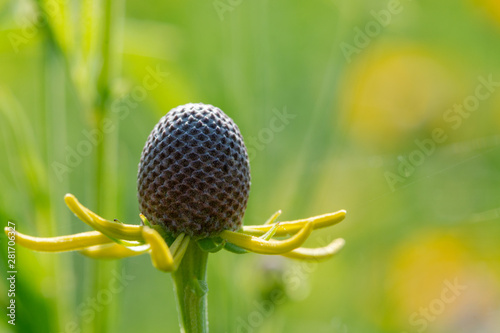 Bright Yellow Cutleaf Coneflower in the prairie field. Rudbeckia laciniata - a species of flowering plant in the Aster family (Asteraceae). Sochan. photo