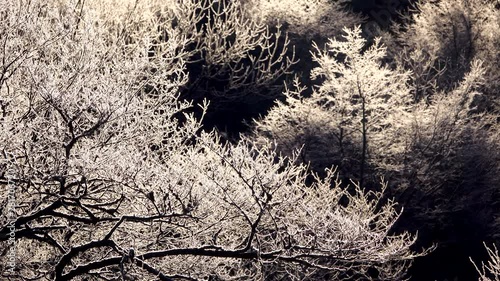 Forest in winter photo