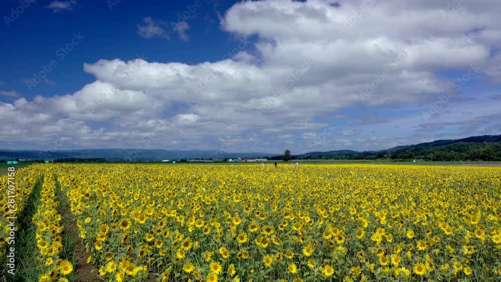 Clouds over sunflowers blooming in vast summer field
