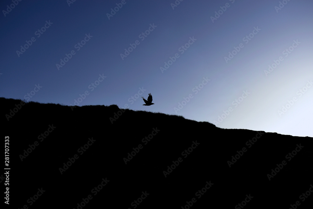 Silhouette of a raven in flight