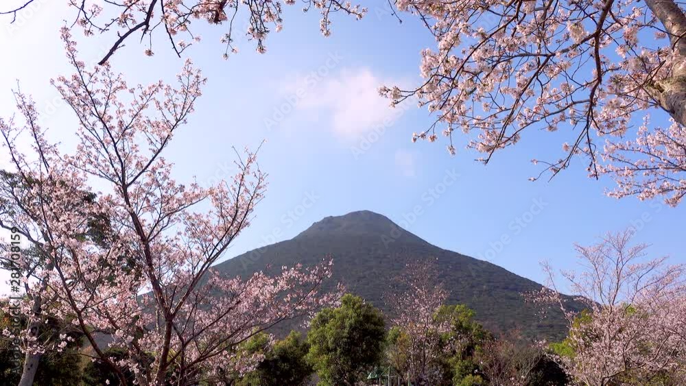 Kaimondake and cherry blossom, Ibusuki, Kagoshima Prefecture, Japan Kaimondake and cherry blossom, Ibusuki, Kagoshima Prefecture, Japan