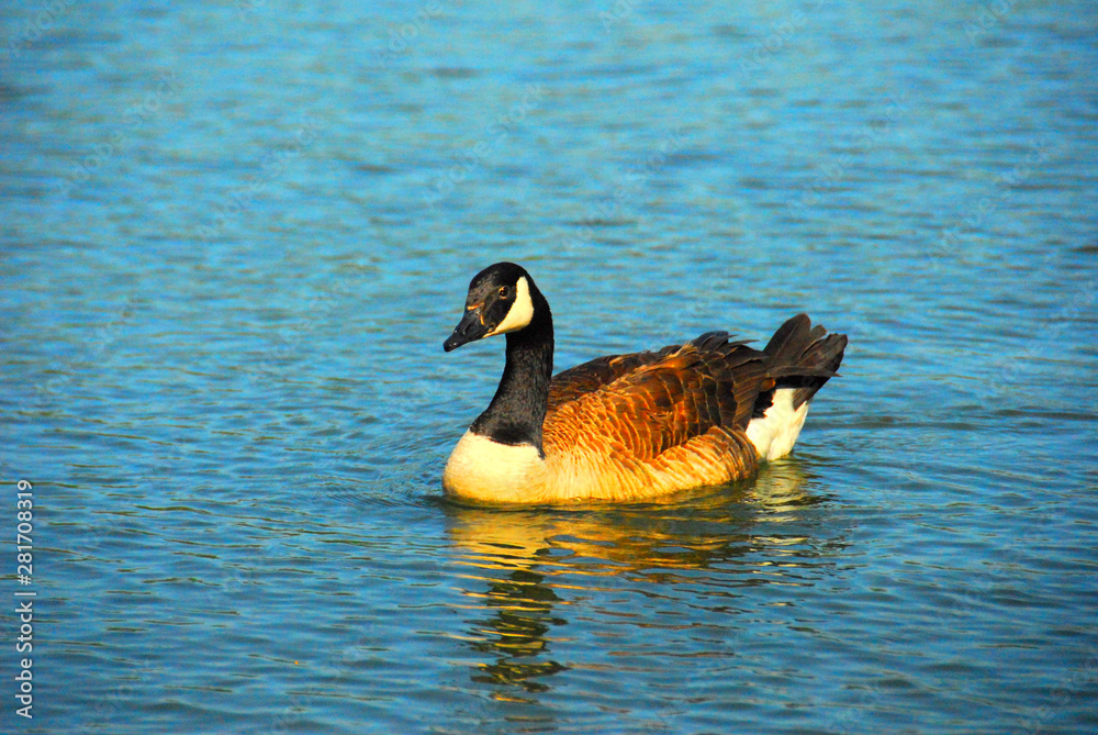 Canadian Goose floating on a pond reflecting in the water Canadian Goose floating on a pond reflecting in the water