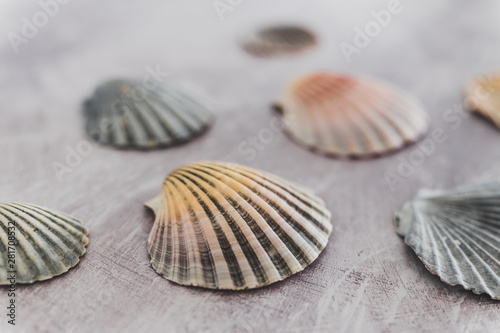 group of colorful seashells on gray background