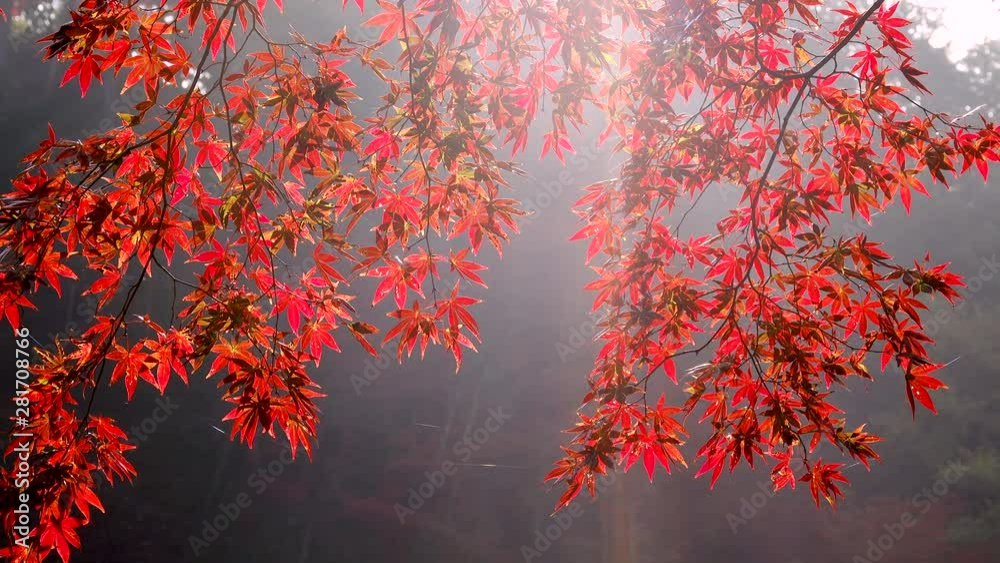Japanese maple in autumn, Shiso, Hyogo Prefecture, Japan Japanese maple in autumn, Shiso, Hyogo Prefecture, Japan