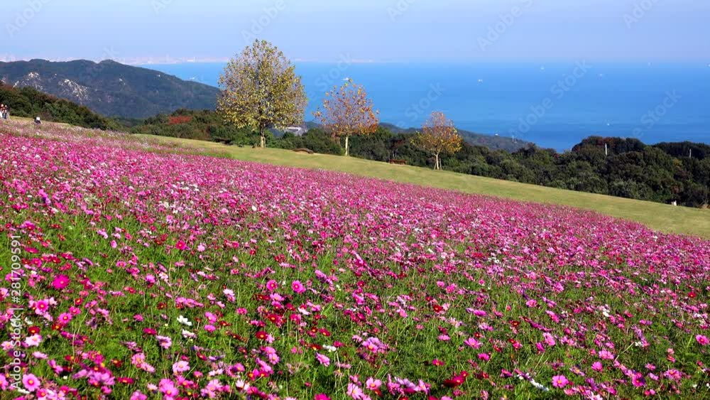 View of flowers on slope, Awaji City, Hyogo Prefecture, Japan