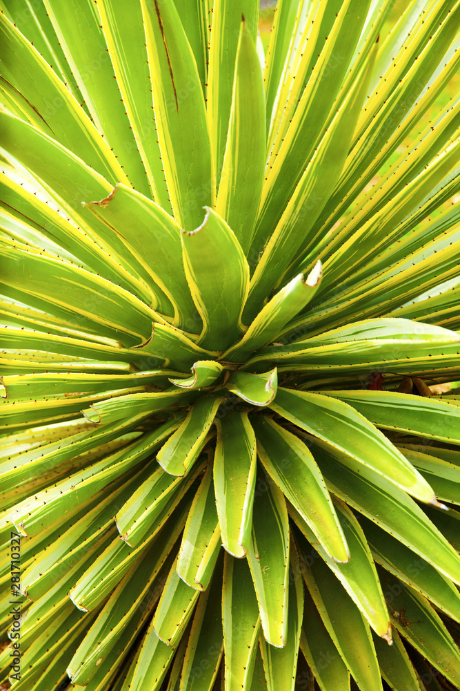 Fototapeta premium california agave cactus