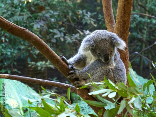 Canvas Print high angle shot of a koala in a tree at blackbutt reserve