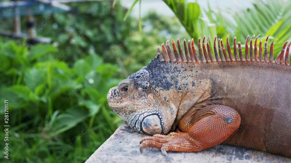 Close portrait of fat tropical lizard Close portrait of fat tropical lizard