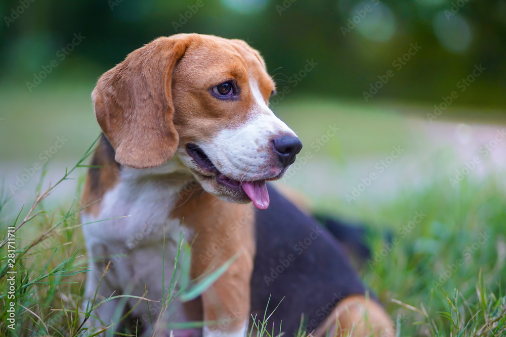 A cute beagle dog sitting  outdoor in the grass field .