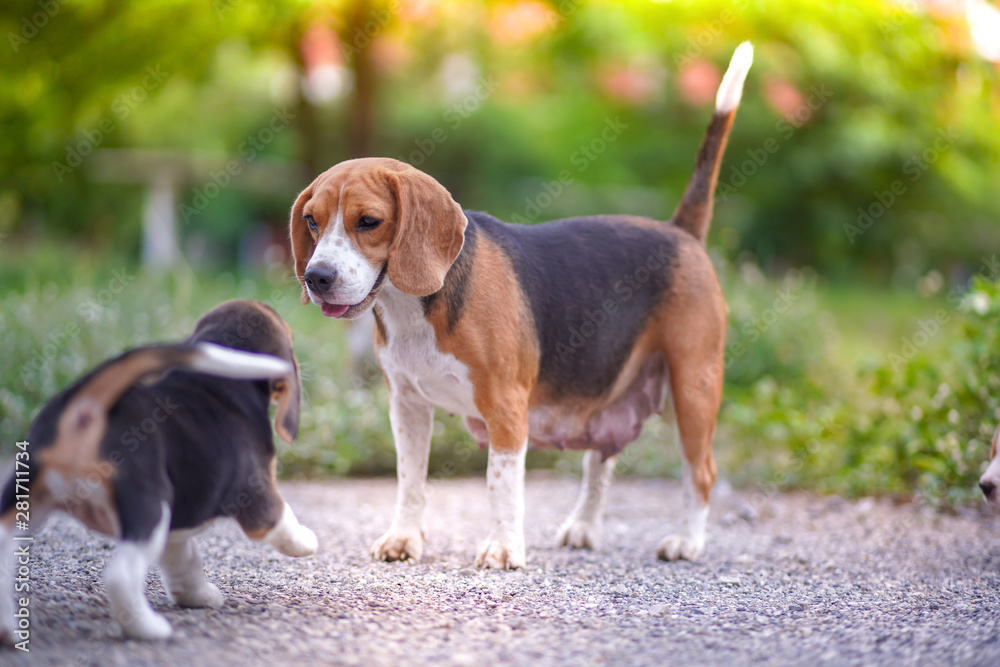 A cute little puppy beagle playing with her mom outdoor in the park on a sunny  day.