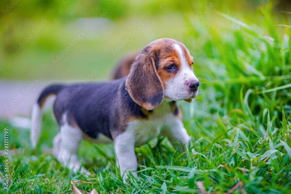 A cute beagle puppy playing on the green grass field.