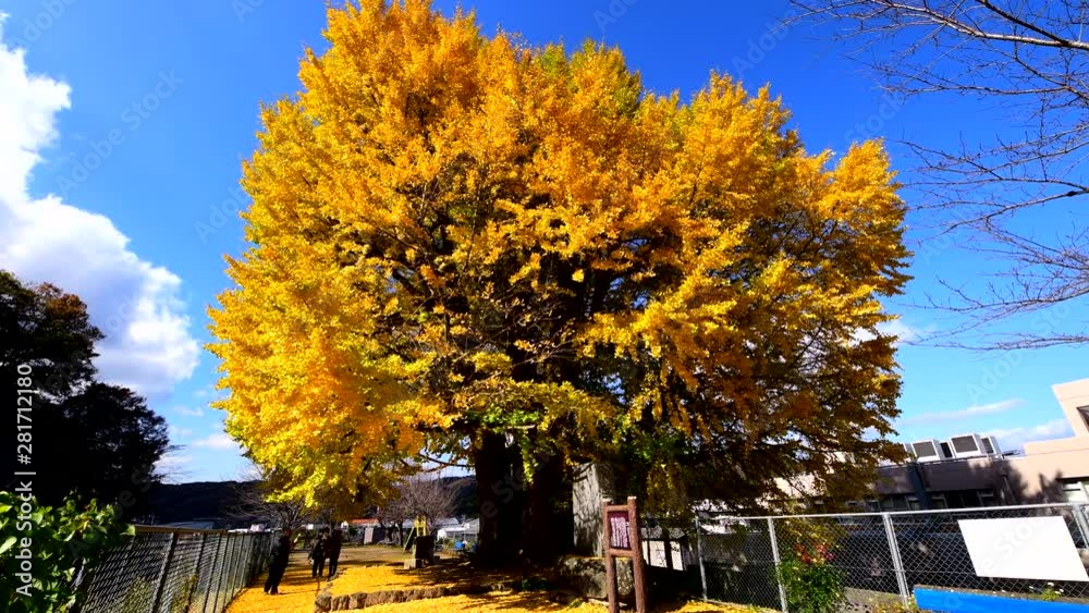 Ancient gingko tree in autumn, Sayo, Hyogo Prefecture, Japan Ancient gingko tree in autumn, Sayo, Hyogo Prefecture, Japan