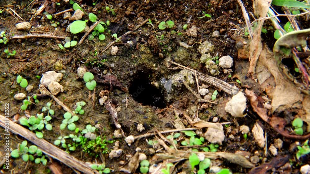 Ant and ants nets Ant and ants nets