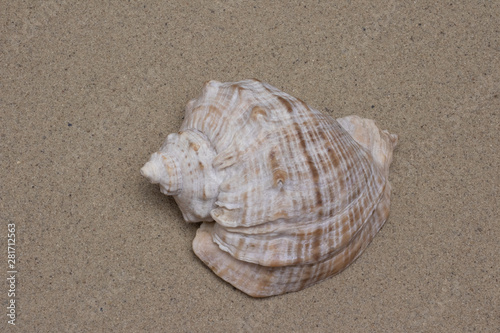 beautiful seashell on sand background