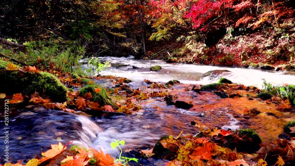 Akan river in forest in autumn, Hokkaido, Japan Akan river in forest in autumn, Hokkaido, Japan