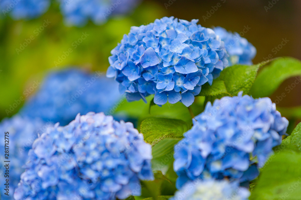 紫陽花 紫陽花