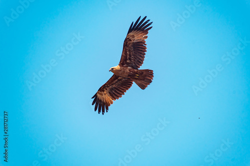 A brown kite flying isolated in blue background.