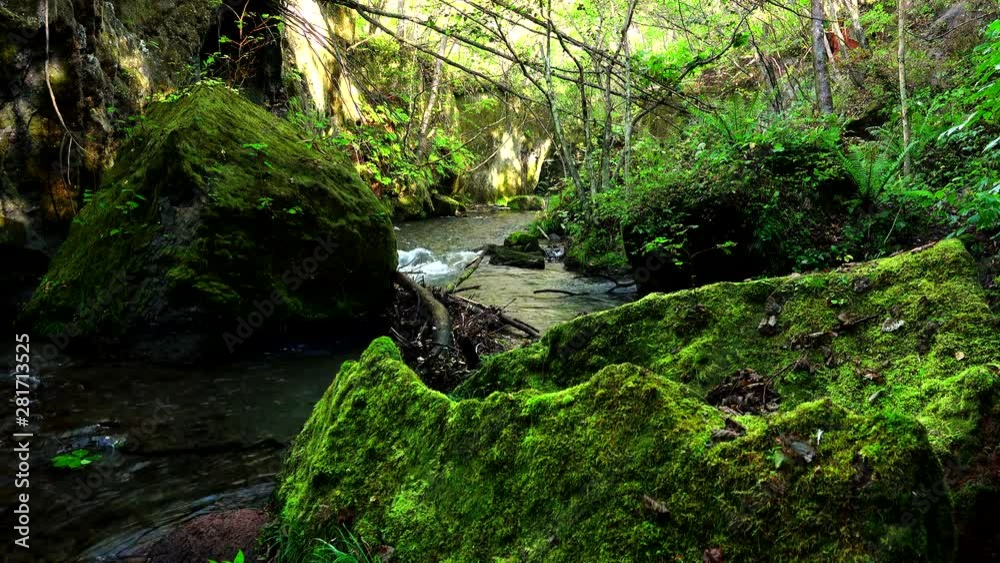 River amidst forest River amidst forest