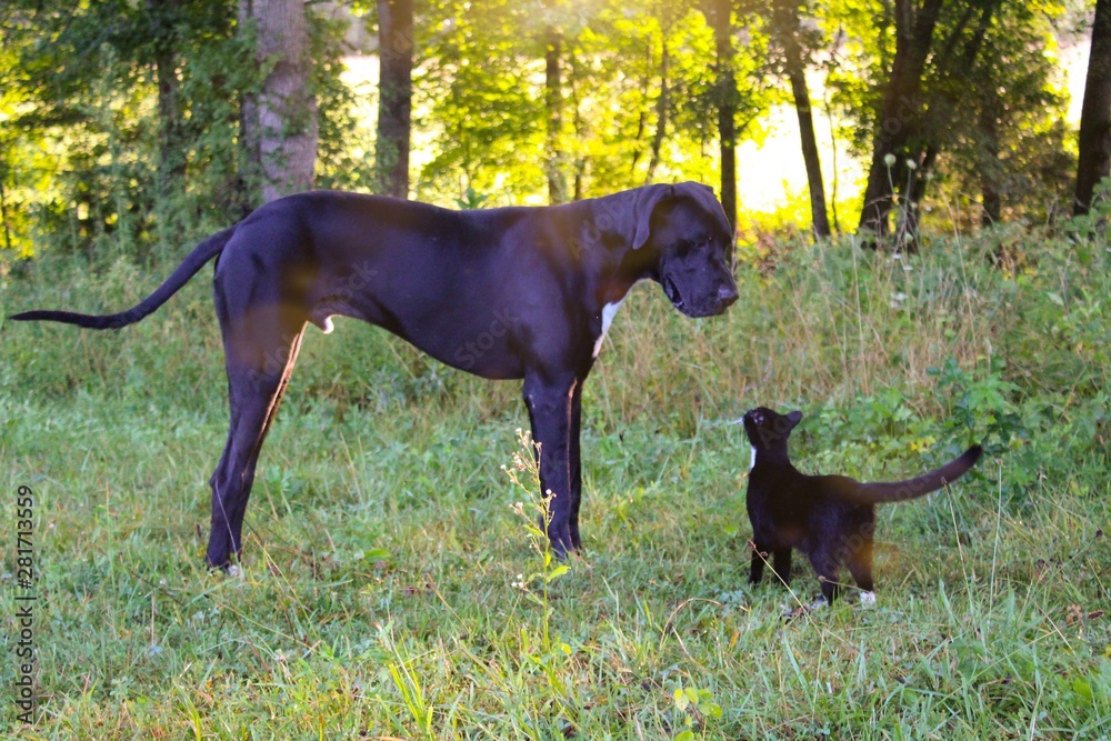Great Dane and Black Kitten Friends in Pasture, soft selective focus with sunbeams Great Dane and Black Kitten Friends in Pasture, soft selective focus with sunbeams