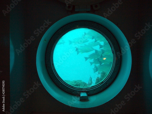 Fotografía School of fish in the round submarine porthole