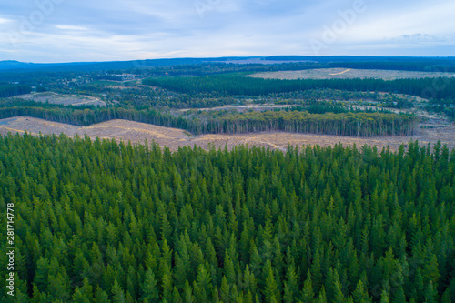 Aerial view of pine trees plantation in Melbourne, Australia