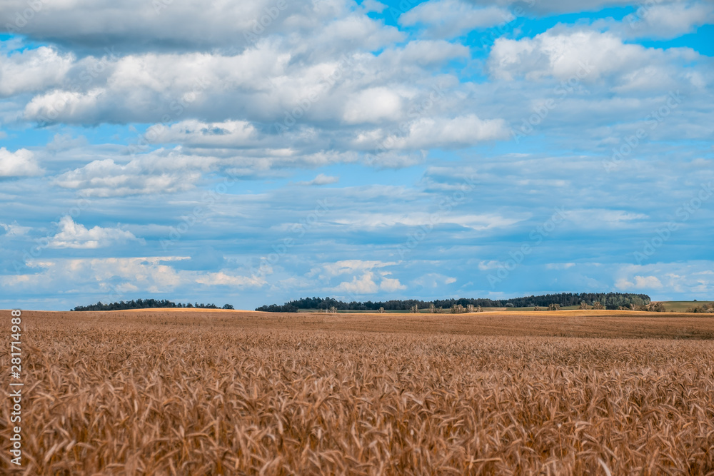 Scenic landscape of Belarusian countryside - wheat field under beautiful sky