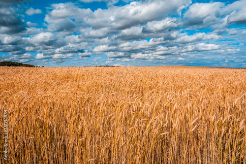 Scenic wheat field under cloudy sky in Belarus