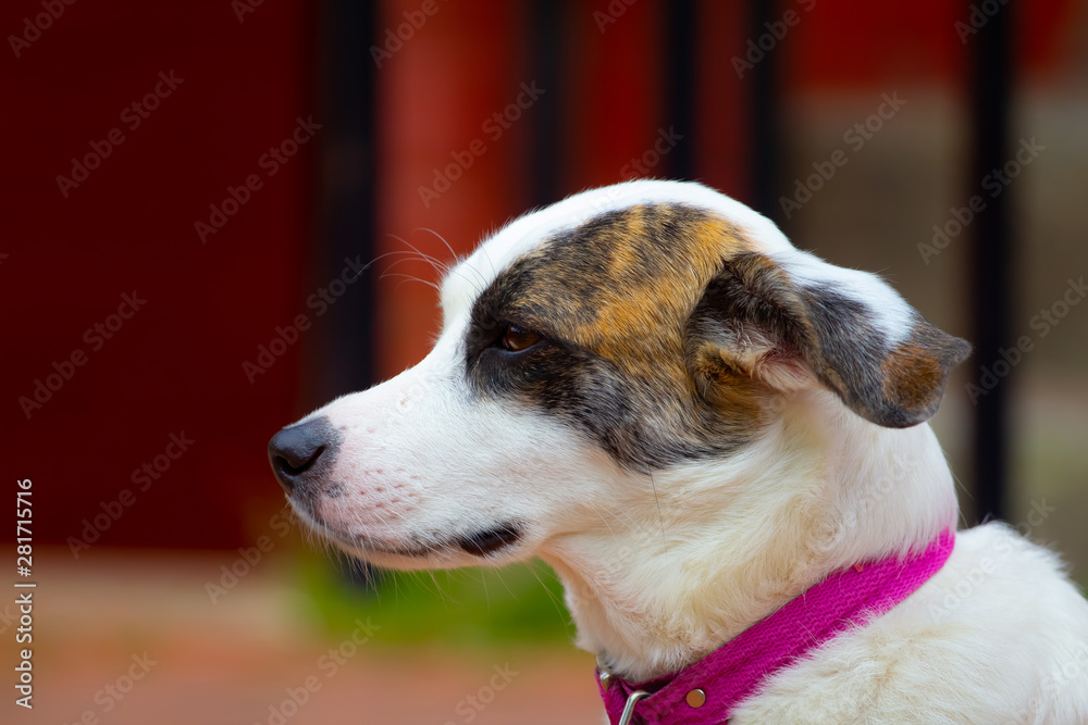 perro mascota moda retrato colores