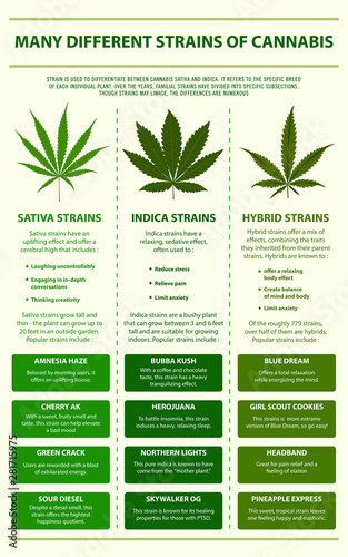 Many Different Strains of Cannabis vertical infographic illustration about cannabis as herbal alternative medicine and chemical therapy, healthcare and medical science vector