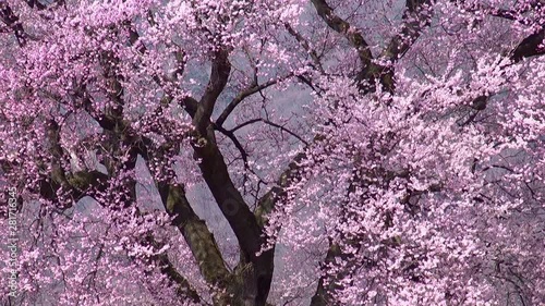 Cherry blossom on tree branches, Japan photo