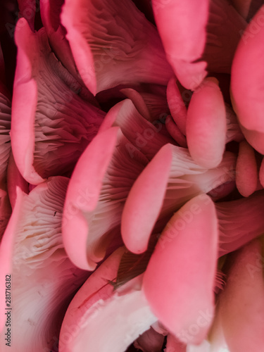 Pink Fungi