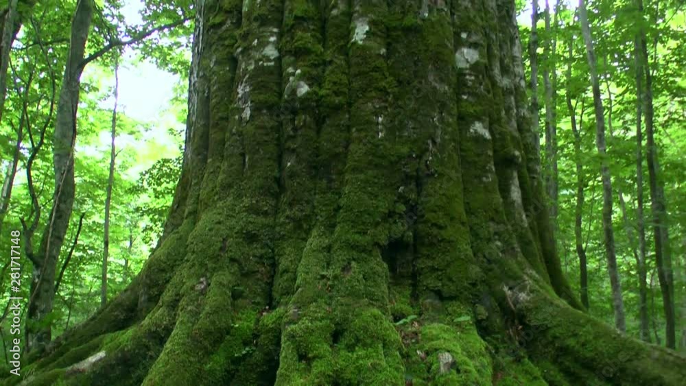 Tilt up shot of big beech tree in forest, Japan