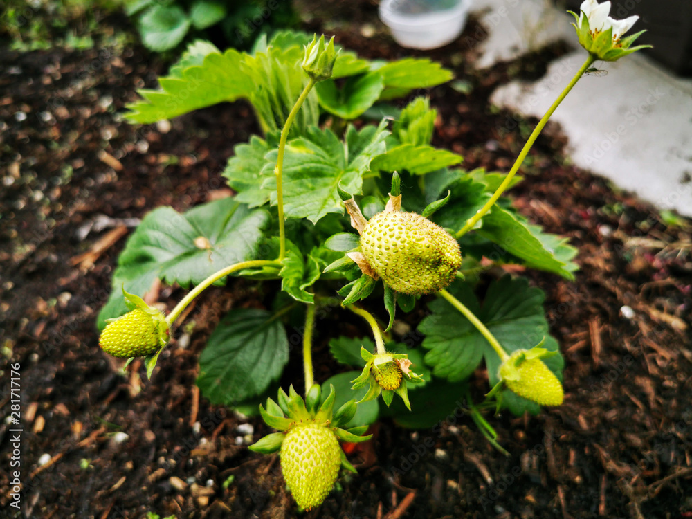 Strawberry Plant Leaves Growing in Garden Ready to Harvest