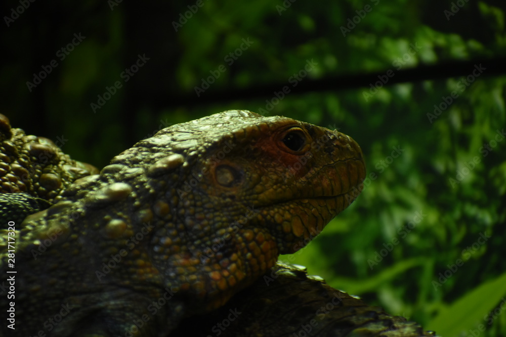 Obraz premium lizard on rock