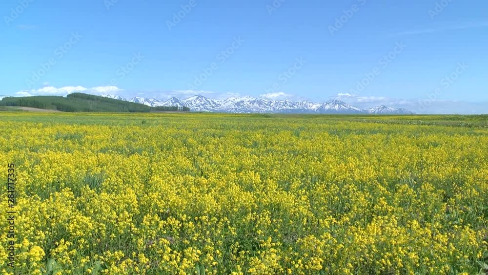Wide shot of rapeseed field in spring, Asahikawa, Hokkaido Wide shot of rapeseed field in spring, Asahikawa, Hokkaido