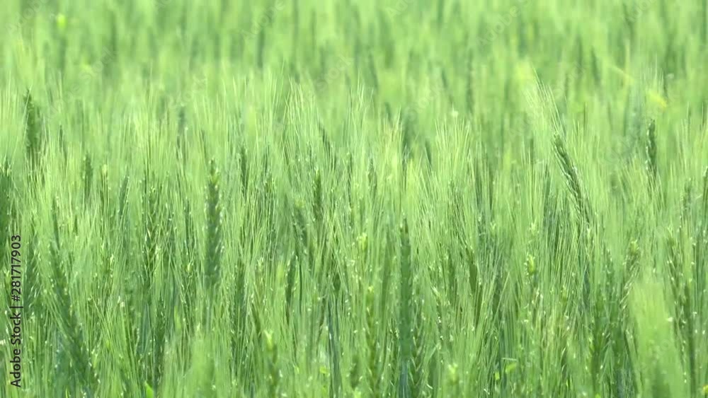 Barley in field swaying in wind, Japan Barley in field swaying in wind, Japan