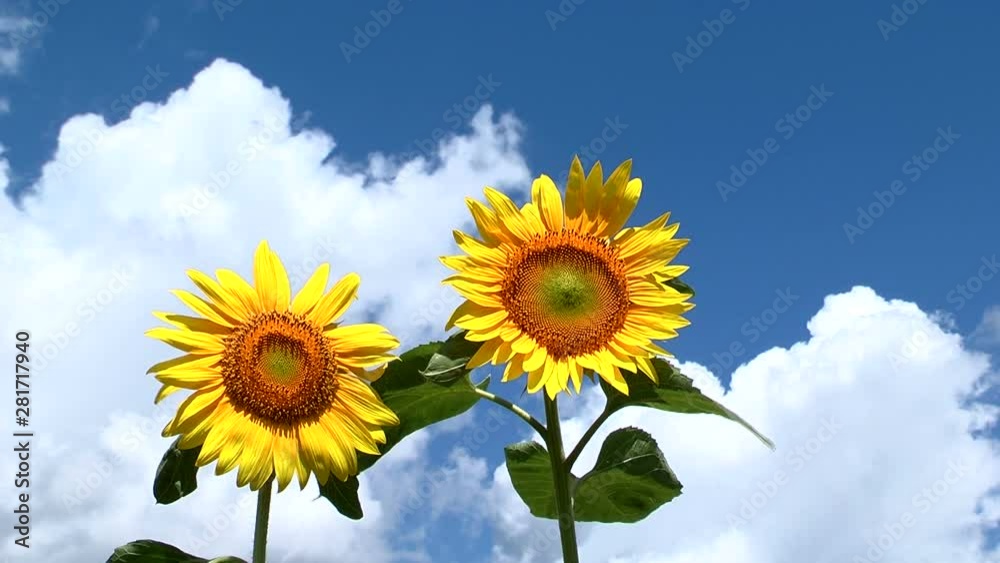 Two sunflower swaying against clouds Two sunflower swaying against clouds