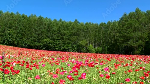 Forest seen over poppy flower field, Nakafurano, Hokkaido photo