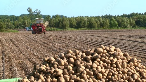 Field with heap of potatoes photo