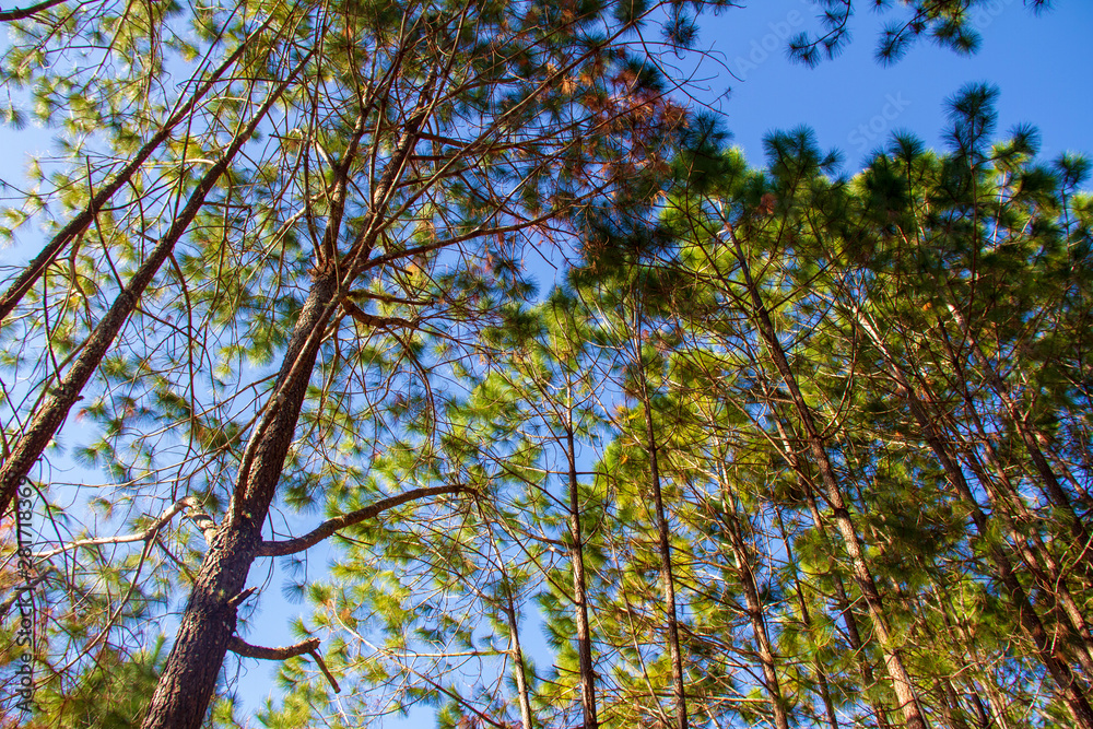 Obraz premium Forest and branches of pine trees with morning light natural background.
