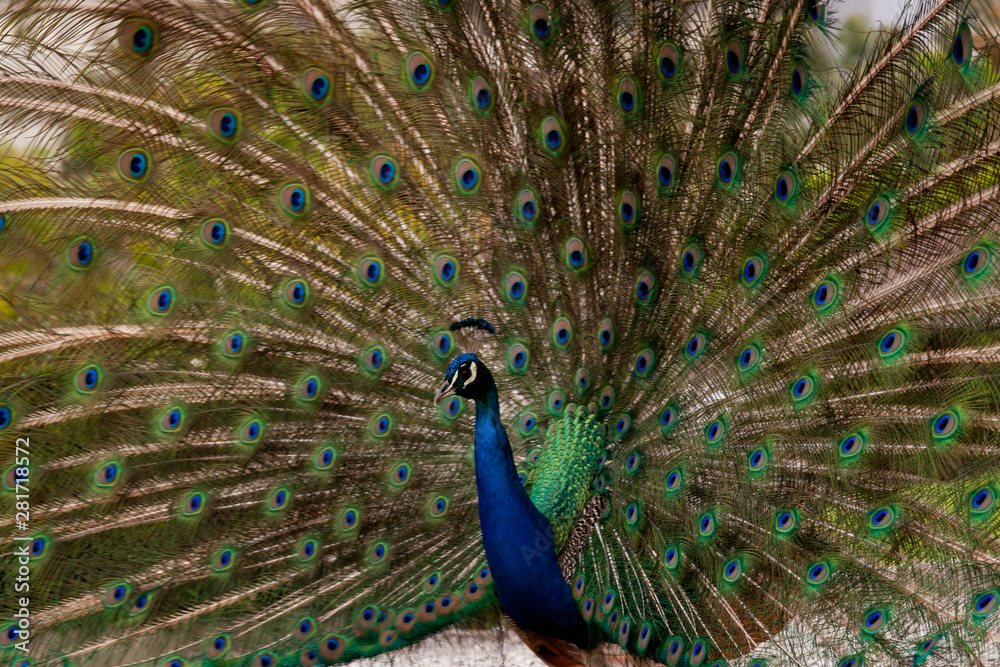 Naklejka premium Peacock dissolved the tail fan