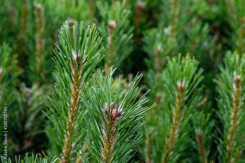 green pine tree branch with cones of a fur-tree or pine green pine tree branch with cones of a fur-tree or pine