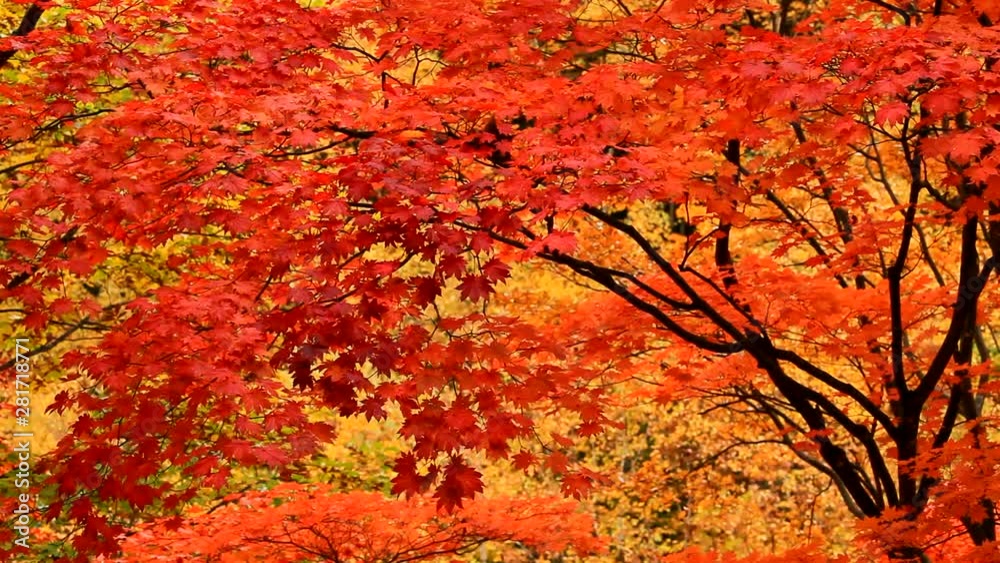 Branches of orange maple trees in autumn Branches of orange maple trees in autumn