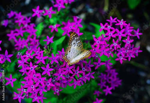 Pentas lanceolata flower and butterfly photo