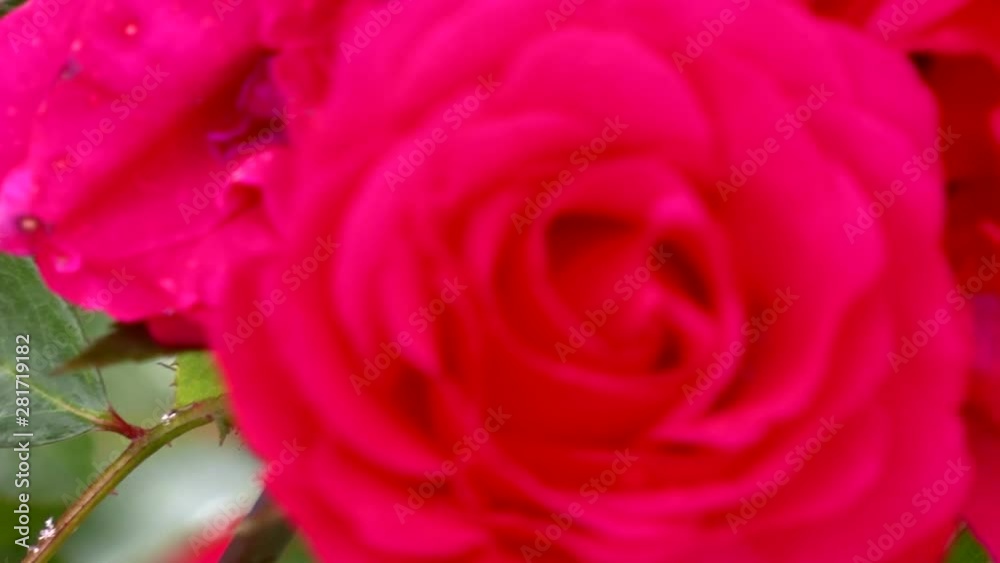 Close up of red rose Close up of red rose